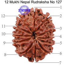 Load image into Gallery viewer, 12 Mukhi Nepalese Rudraksha - Bead No 127