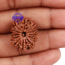 Load image into Gallery viewer, 12 Mukhi Nepalese Rudraksha - Bead No 127