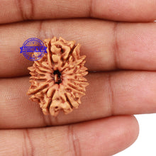 Load image into Gallery viewer, 12 Mukhi Nepalese Rudraksha - Bead No. 129