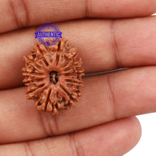 Load image into Gallery viewer, 12 Mukhi Nepalese Rudraksha - Bead No 130