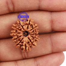 Load image into Gallery viewer, 12 Mukhi Nepalese Rudraksha - Bead No 131