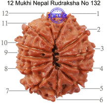 Load image into Gallery viewer, 12 Mukhi Nepalese Rudraksha - Bead No. 132