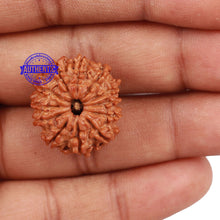 Load image into Gallery viewer, 12 Mukhi Nepalese Rudraksha - Bead No. 132