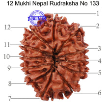 Load image into Gallery viewer, 12 Mukhi Nepalese Rudraksha - Bead No. 133