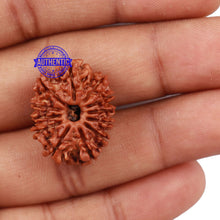 Load image into Gallery viewer, 12 Mukhi Nepalese Rudraksha - Bead No. 133