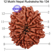 Load image into Gallery viewer, 12 Mukhi Nepalese Rudraksha - Bead No 134