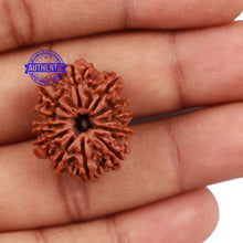 Load image into Gallery viewer, 12 Mukhi Nepalese Rudraksha - Bead No 134