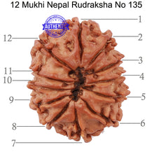Load image into Gallery viewer, 12 Mukhi Nepalese Rudraksha - Bead No 135