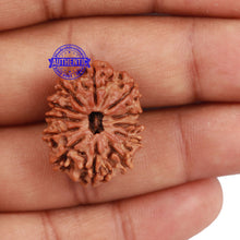 Load image into Gallery viewer, 12 Mukhi Nepalese Rudraksha - Bead No 135