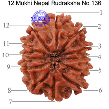 Load image into Gallery viewer, 12 Mukhi Nepalese Rudraksha - Bead No 136