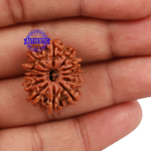 Load image into Gallery viewer, 12 Mukhi Nepalese Rudraksha - Bead No 136
