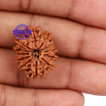 Load image into Gallery viewer, 12 Mukhi Nepalese Rudraksha - Bead No 137