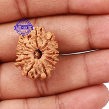 Load image into Gallery viewer, 12 Mukhi Nepalese Rudraksha - Bead No 138