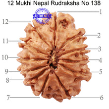 Load image into Gallery viewer, 12 Mukhi Nepalese Rudraksha - Bead No 138