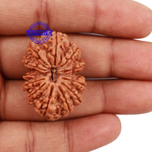 Load image into Gallery viewer, 12 Mukhi Nepalese Rudraksha - Bead No 140