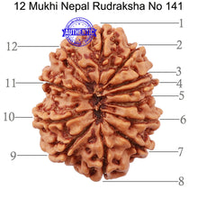 Load image into Gallery viewer, 12 Mukhi Nepalese Rudraksha - Bead No 141