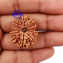 Load image into Gallery viewer, 12 Mukhi Nepalese Rudraksha - Bead No 141