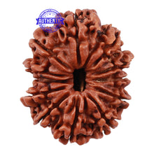 Load image into Gallery viewer, 12 Mukhi Nepalese Rudraksha - Bead No 143
