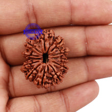 Load image into Gallery viewer, 12 Mukhi Nepalese Rudraksha - Bead No 143