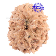 Load image into Gallery viewer, 12 Mukhi Indonesian Rudraksha - Bead No. 105