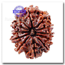 Load image into Gallery viewer, 12 Mukhi Nepalese Rudraksha - Bead No. 24