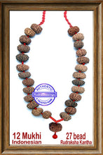Load image into Gallery viewer, 12 mukhi Rudraksha Mala (27 beads - Indonesian)