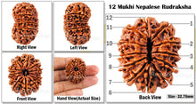 Load image into Gallery viewer, 12 Mukhi Nepalese Rudraksha - Bead No. 36