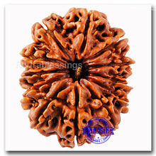 Load image into Gallery viewer, 12 Mukhi Nepalese Rudraksha - Bead No. 36
