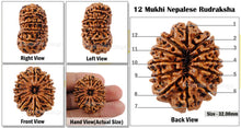 Load image into Gallery viewer, 12 Mukhi Nepalese Rudraksha - Bead No. 50