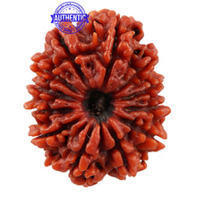 Load image into Gallery viewer, 12 Mukhi Nepalese Rudraksha - Bead No 54