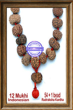Load image into Gallery viewer, 12 mukhi Rudraksha Mala (54 + 1 beads - Indonesian)
