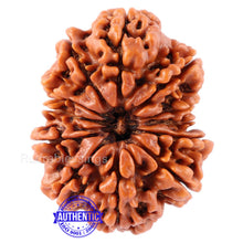 Load image into Gallery viewer, 12 Mukhi Nepalese Rudraksha - Bead No. 79