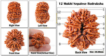 Load image into Gallery viewer, 12 Mukhi Nepalese Rudraksha - Bead No. 29