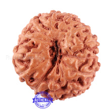 Load image into Gallery viewer, 13 Mukhi Indonesian Rudraksha - Bead No. 198A