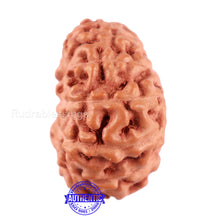 Load image into Gallery viewer, 13 Mukhi Indonesian Rudraksha - Bead No. 198A