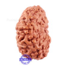 Load image into Gallery viewer, 13 Mukhi Indonesian Rudraksha - Bead No. 198A