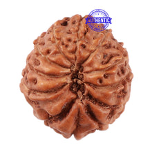 Load image into Gallery viewer, 12 Mukhi Indonesian Rudraksha - Bead No. 165