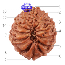 Load image into Gallery viewer, 12 Mukhi Indonesian Rudraksha - Bead No. 165