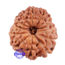 Load image into Gallery viewer, 12 Mukhi Indonesian Rudraksha - Bead No. 167