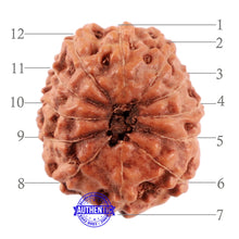 Load image into Gallery viewer, 12 Mukhi Indonesian Rudraksha - Bead No. 169