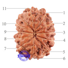 Load image into Gallery viewer, 11 Mukhi Indonesian Rudraksha - Bead No. 162