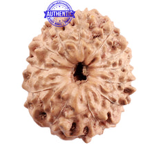 Load image into Gallery viewer, 12 Mukhi Indonesian Rudraksha - Bead No. 175