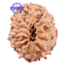 Load image into Gallery viewer, 12 Mukhi Indonesian Rudraksha - Bead No. 175