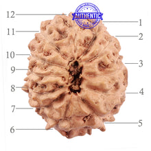 Load image into Gallery viewer, 12 Mukhi Indonesian Rudraksha - Bead No. 175