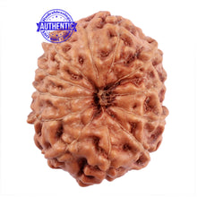 Load image into Gallery viewer, 12 Mukhi Indonesian Rudraksha - Bead No. 176