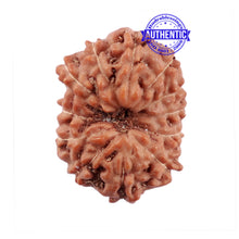 Load image into Gallery viewer, 12 Mukhi Indonesian Rudraksha - Bead No. 184