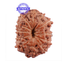 Load image into Gallery viewer, 12 Mukhi Indonesian Rudraksha - Bead No. 184