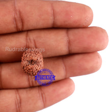 Load image into Gallery viewer, 12 Mukhi Indonesian Rudraksha - Bead No. 97