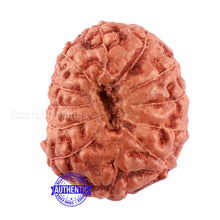 Load image into Gallery viewer, 12 Mukhi Indonesian Rudraksha - Bead No. 97