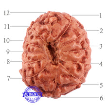 Load image into Gallery viewer, 12 Mukhi Indonesian Rudraksha - Bead No. 97
